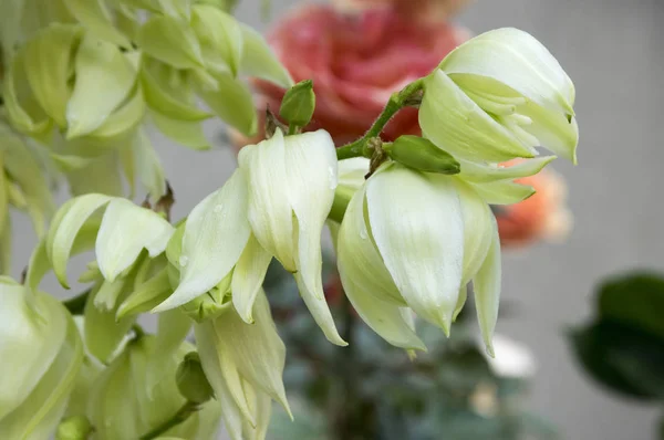 Yucca filamentosa, aguja de Adán, yuca común, bayoneta española, hierba