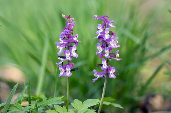 Helmbloem cava vroeg voorjaar wilde bos bloemen in bloei, witte violet paars bloeiende mooie kleine planten — Stockfoto