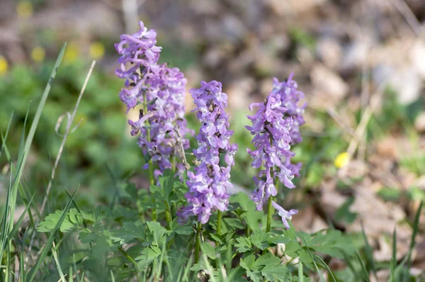 Helmbloem cava vroeg voorjaar wilde bos bloemen in bloei, witte violet paars bloeiende mooie kleine planten — Stockfoto