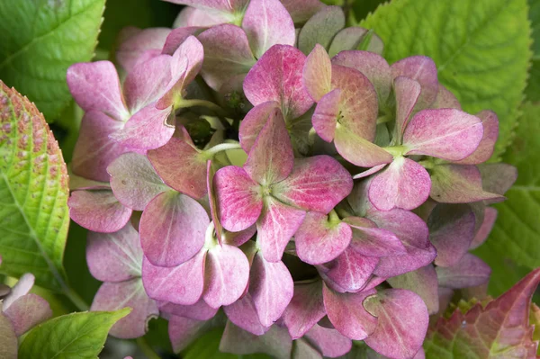 Hydrangea macrophylla, bigleaf hydrangea, French hydrangea, lacecap hydrangea, mophead hydrangea, penny mac, hortensia in bloom