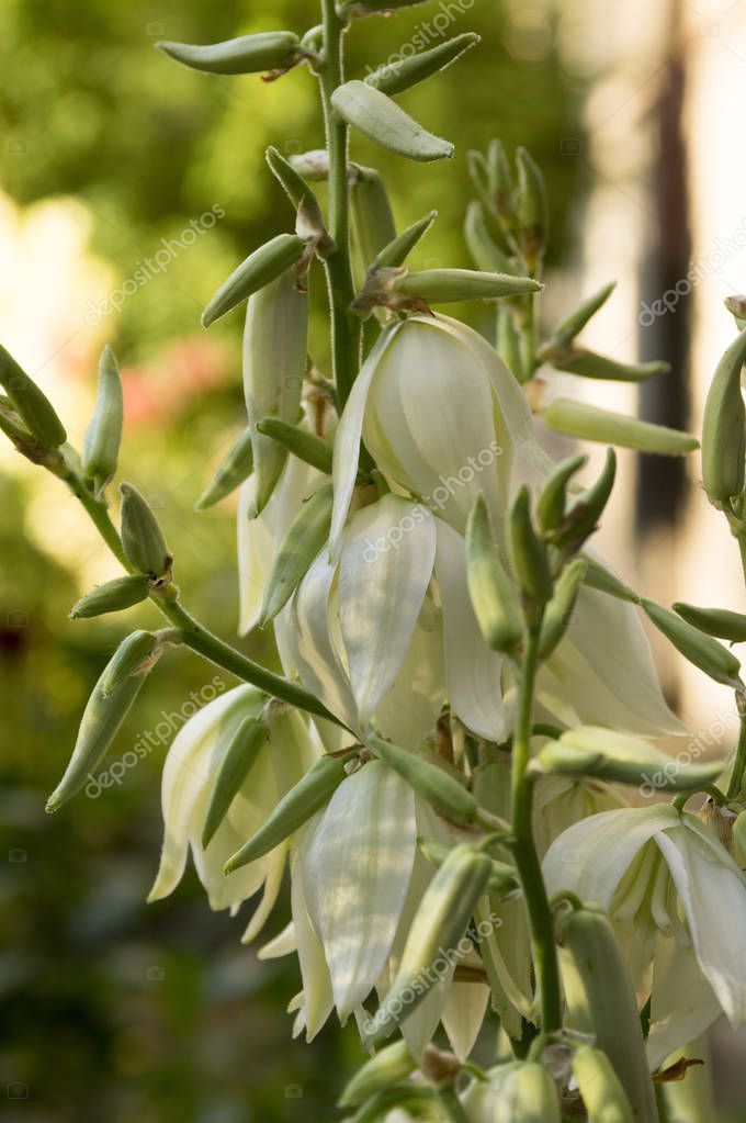 Yucca filamentosa, aguja de Adán, yuca común, bayoneta española, hierba