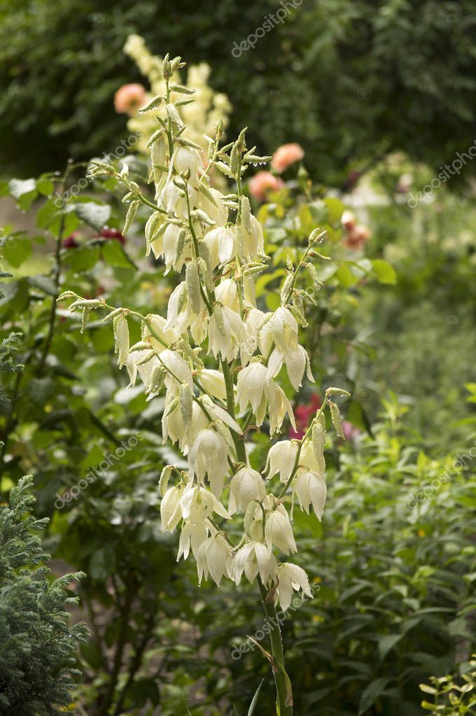 Yucca filamentosa, aguja de Adán, yuca común, bayoneta española, hierba