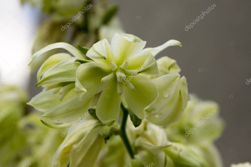 Yucca filamentosa, aguja de Adán, yuca común, bayoneta española, hierba