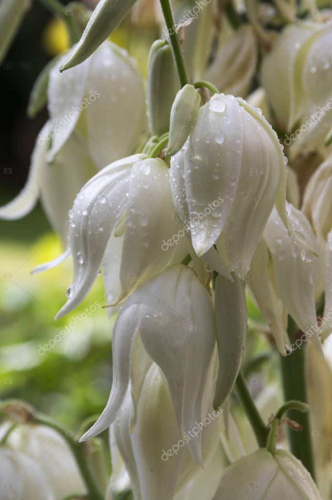 Yucca filamentosa, aguja de Adán, yuca común, bayoneta española, hierba