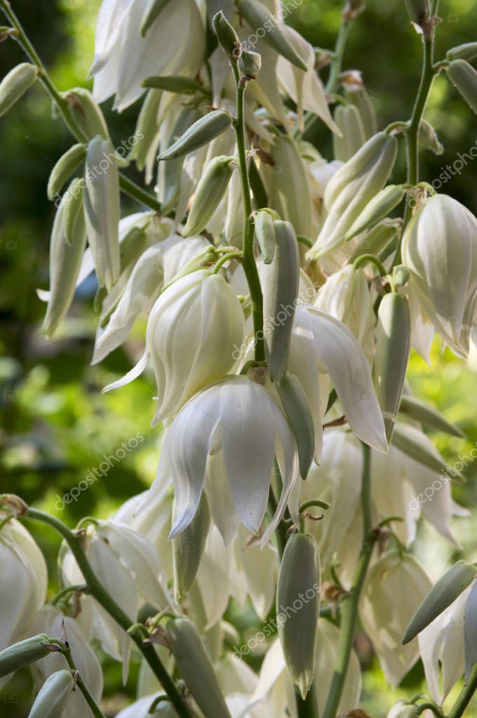 Yucca filamentosa, aguja de Adán, yuca común, bayoneta española, hierba