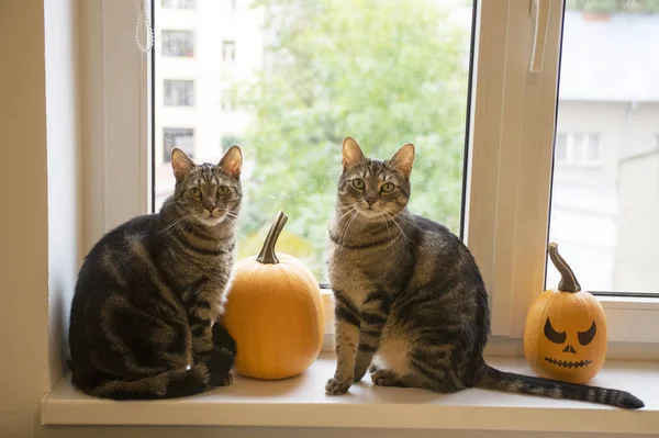 Two domestic tomcats sitting on windowsill and waiting for halloween celebration with two winter pumpkins, simple painted scary Jack-o\'-lantern face, serious expression and eye contact