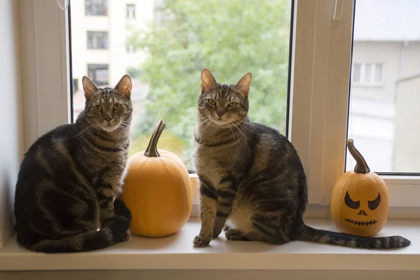 Two domestic tomcats sitting on windowsill and waiting for halloween celebration with two winter pumpkins, simple painted scary Jack-o'-lantern face, serious expression and eye contact