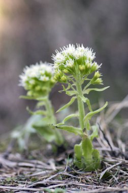 Petasites albus Bahar Orman bitki, küçük beyaz çiçekler grubuyla çiçeklenme rhizomatous bitki