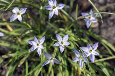 Ipheion uniflorum bahar soğanlı çiçekler çiçek