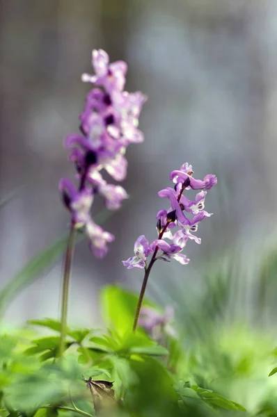 Corydalis cava início da primavera flores da floresta selvagem em flor, branco violeta roxo floração belas plantas pequenas — Fotografia de Stock