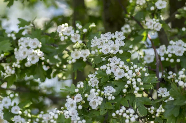 Crataegus laevigata hagtorn träd blommar under våren, grenar med gröna blad och grupp av blommor och knoppar kronblad — Stockfoto