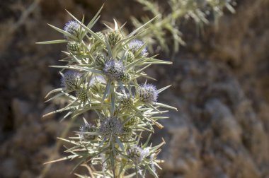 Eryngium bourgatii otsu çok yıllık büyüyen çiçekler, dikenli çiçekli bitki