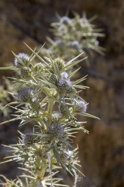 Eryngium bourgatii otsu çok yıllık büyüyen çiçekler, dikenli çiçekli bitki