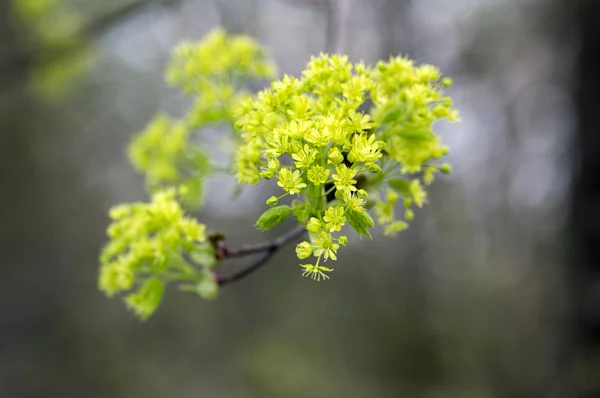 Acer platanoides цветущие ветви деревьев, ярко-желтые зеленые цветы в цвету, весенний сезон — стоковое фото