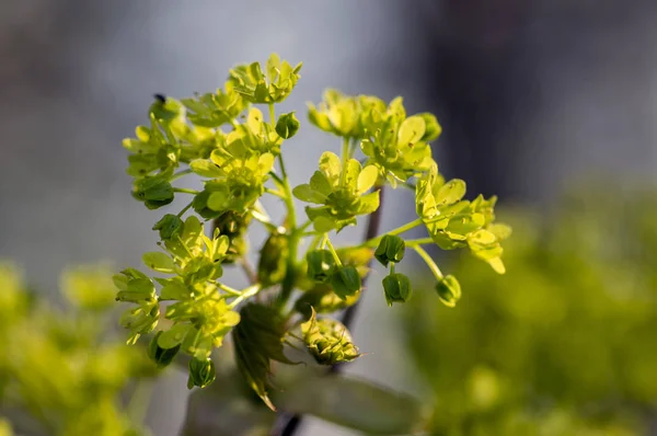 Acer platanoides flowering tree branches, bright yellow green flowers in bloom, springtime season — Stock Photo, Image