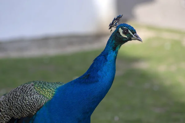 Pavo cristatus majestatyczny niebieski ptak, piękne zwierzę — Zdjęcie stockowe