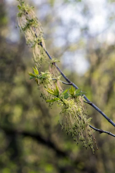 Acer negundo ramas de árboles con flores, increíbles flores rojas verdes en flor, la temporada de rociado — Foto de Stock