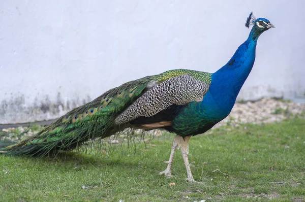 Pavo cristatus majestatyczny niebieski ptak, piękne zwierzę — Zdjęcie stockowe