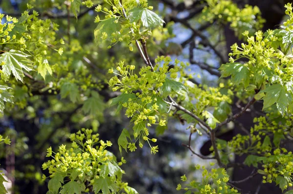 Acer platanoides kwitnące gałęzie drzew, jasne żółte zielone kwiaty w rozkwicie, sezon wiosenno — Zdjęcie stockowe