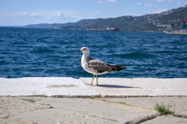 Larus michahellis İtalyan kuşu, Trieste şehrinde deniz kıyısında genç Sarı bacaklı martı, güneş ışığında yakından görünümü
