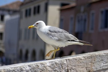 Larus michahellis İtalyan kuşu, Chioggia kasabasında taş köprü üzerinde sarı bacaklı martı