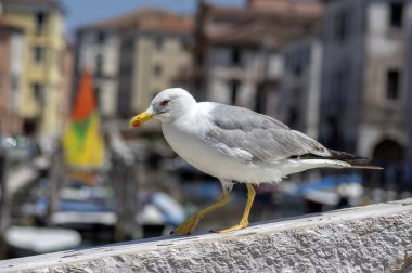 Larus michahellis İtalyan kuşu, Chioggia kasabasında taş köprü üzerinde sarı bacaklı martı
