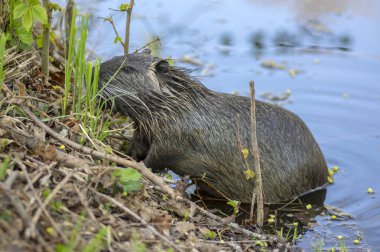 Myocastor coypus büyük bir otçul yarı su kemirgeni, nehir kıyısında yeşil bitki yiyen küçük tüylü canavar