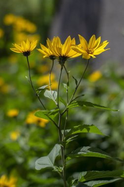Helianthus tuberosus süs yenilebilir bitki çiçek, sarı çiçekli çiçekler