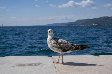 Larus michahellis İtalyan kuşu, Trieste şehrinde deniz kıyısında genç Sarı bacaklı martı, güneş ışığında yakından görünümü
