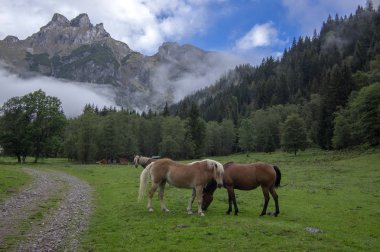 Verfenveng, Avusturya, Avrupa, vahşi doğal manzara mera ata
