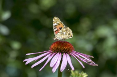 Vanessa cardui Ekinezya purpurea çiçekli bitki, çiçekli doğu mor koni çiçeği üzerinde oturan