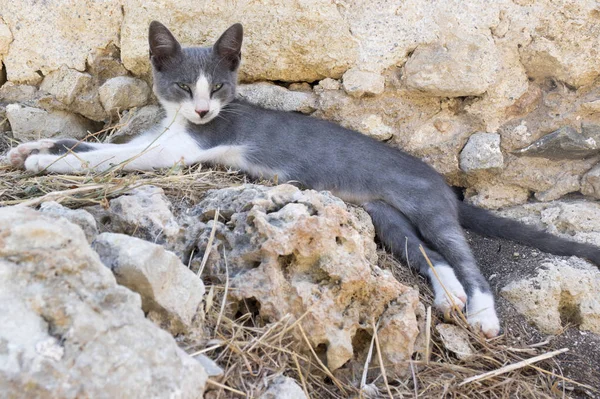 Dziki kot uliczny grecki leżący na starożytnych ruinach, dwa kolory kotek, szary i biały — Zdjęcie stockowe