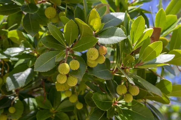 Arbutus unedo dökmeyen çilek ağacı sarı yeşil olgunlaşmamış meyve, yeşil yaprakları ile dalları — Stok fotoğraf