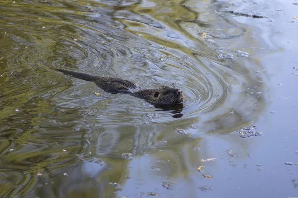 Myocastor coypus büyük bir otçul yarı su kemirgeni, nehirde yüzen küçük tüylü bir canavar — Stok fotoğraf