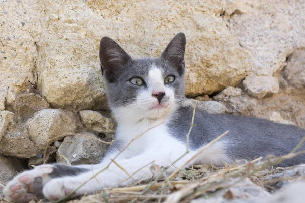 Dziki kot uliczny grecki leżący na starożytnych ruinach, dwa kolory kotek, szary i biały — Zdjęcie stockowe