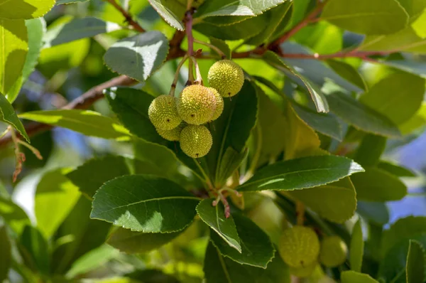 Arbutus unedo evergreen strawberry tree with yellow green unripened fruits, branches with green leaves