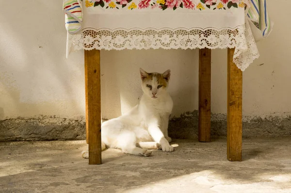 Dziki grecki kot ulicy siedzi pod stołem w sulight, biały leniwy kot — Zdjęcie stockowe