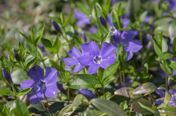 Vinca mindre mindre Periwinkle blommande prydnadsblommor, vanliga Periwinkle krypande växt i blom, gröna blad — Stockfoto