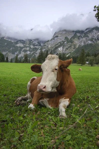Bruna och vita kor på bete, Verfenveng österrikiska Alperna, vacker natur — Stockfoto