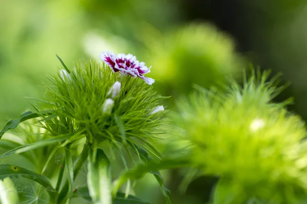 ダイアンサスバルバタスの花が咲き始め、白縁の開花植物、花芽、緑の葉と濃い紫色 — ストック写真