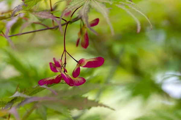 Acer palmatum fruits on branches, ornamental foliage and bright red winged samaras — Stock Photo, Image