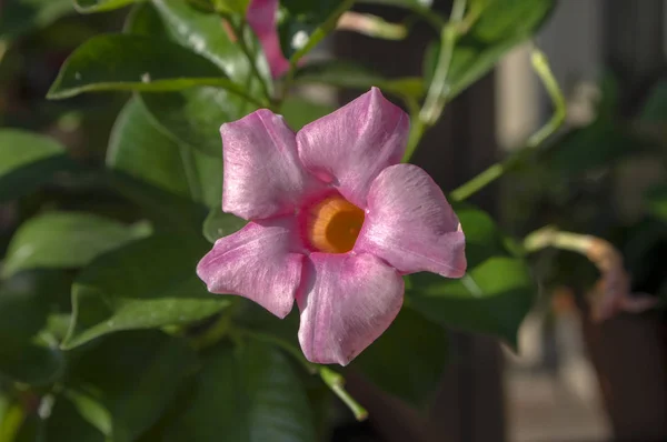 Mandevilla sanderi tropical ornamental flowers in bloom, pink flowering shrub
