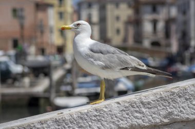 Larus michahellis İtalyan kuşu, Chioggia kasabasında taş köprü üzerinde sarı bacaklı martı
