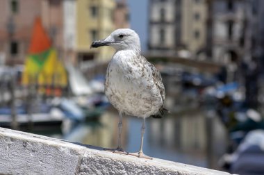 Larus michahellis İtalyan kuşu, Chioggia kasabasında taş köprü üzerinde genç Sarı bacaklı Martı