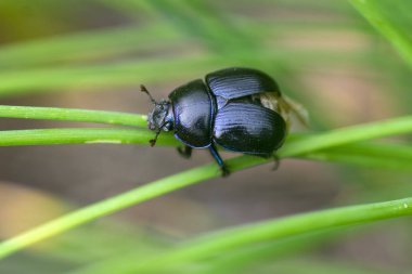 Anoplotrupes stercorosus güzel küçük dor beatle, mavi siyah vücut rengi, parlak metalik mavi