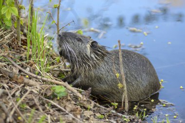 Myocastor coypus büyük bir otçul yarı su kemirgeni, nehir kıyısında yeşil bitki yiyen küçük tüylü canavar