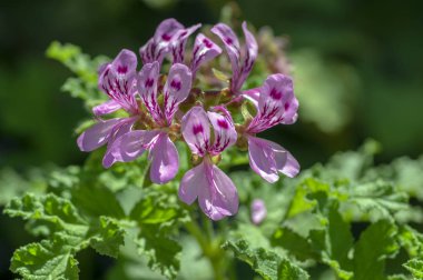 Pelargonium quercifolium mor pembe mor çiçekler çiçeklenme, süs balkon çiçekli bitki