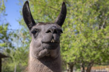 Komik lama portre, koyu kahverengi kıllı hayvan, komik yüz ifadesi, açık hava ve gün ışığı, güneşli gün, canavar dişlerini gösteren