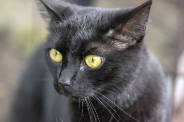 Siyah kedi bahçede beklemek yalan, açık yeşil gözlü koyu canavar, güzel hayvan, detay görünümü portre