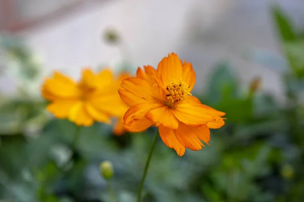 Kosmos Schwefel, Schwefel Kosmos, gelber Kosmos in Blüte — Stockfoto